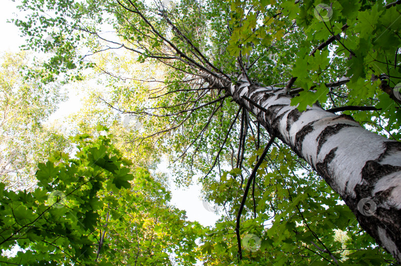 Скачать береза в лесу летом фотосток Ozero