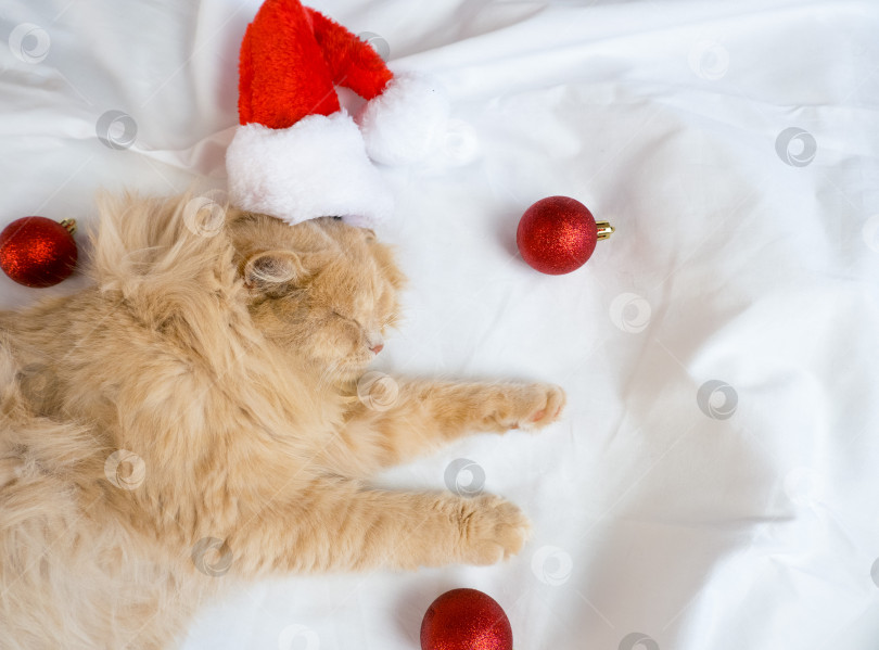 Скачать Крупным планом рыжий пушистый кот в шапке Санта-Клауса спит в белой кровати с красными рождественскими шарами фотосток Ozero
