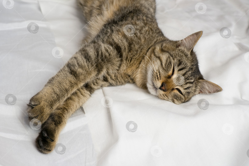 Скачать Портрет серой домашней кошки, лежащей на белой кровати. Кошка нежно мурлычет фотосток Ozero
