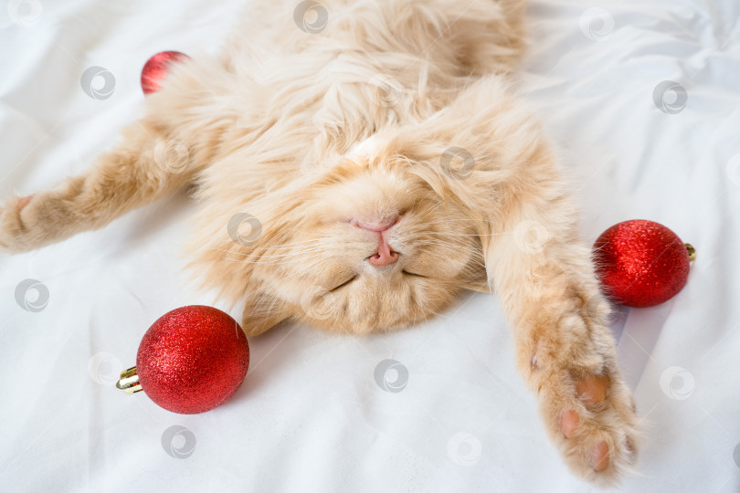 Скачать Крупный план рыжего пушистого кота, спящего на спине в белой кровати с красными рождественскими шарами фотосток Ozero