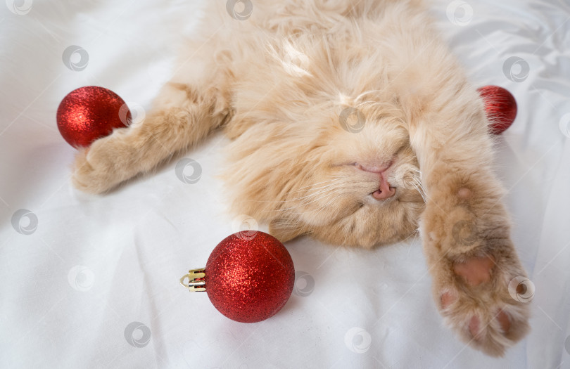 Скачать Крупный план рыжего пушистого кота, спящего на спине в белой кровати с красными рождественскими шарами фотосток Ozero