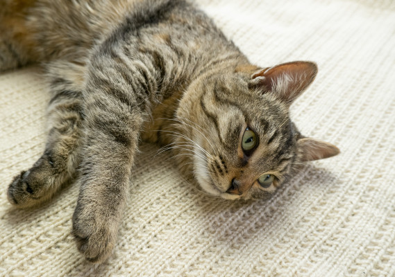 [object Object] undefined