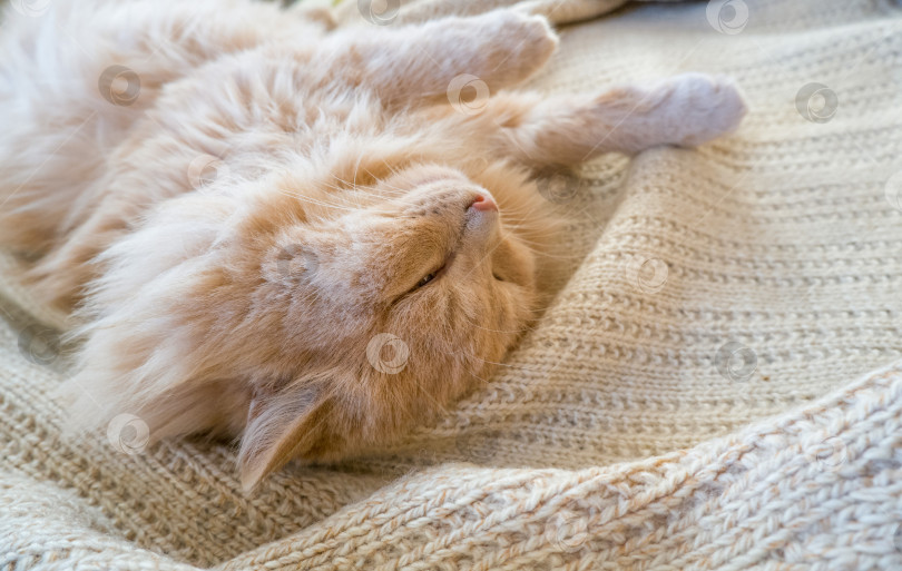 Скачать Крупный план забавного рыжего кота, спящего дома на вязаном свитере. фотосток Ozero