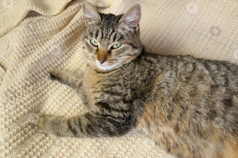 Скачать Портрет домашней серой кошки крупным планом на вязаном свитере. Уютное осеннее, зимнее фото кошки. фотосток Ozero