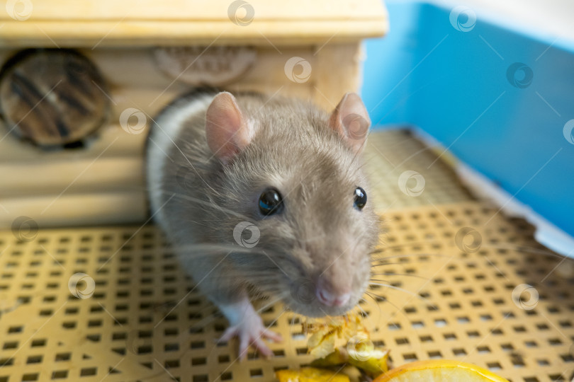 Скачать Забавная любопытная бело-серая крыса выглядывает из своей клетки фотосток Ozero