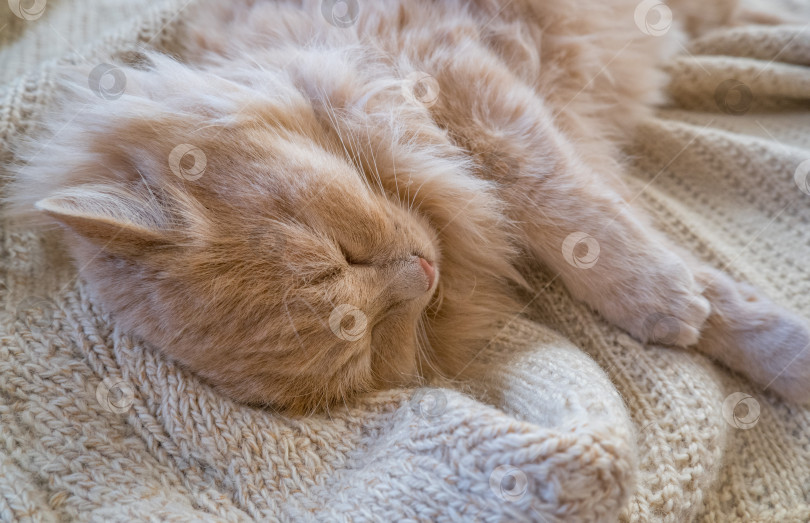 Скачать Крупный план забавного рыжего кота, спящего дома на вязаном свитере. фотосток Ozero