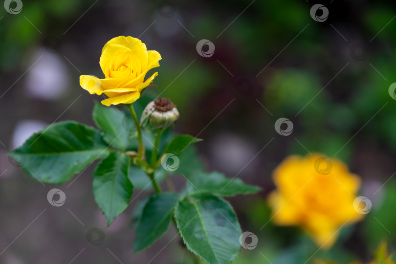 Скачать Желтые розы фотосток Ozero