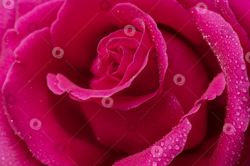 Скачать Цветок красной розы крупным планом на заднем плане. Красивая темно-красная роза крупным планом. Символ любви. Дизайн валентинки фотосток Ozero