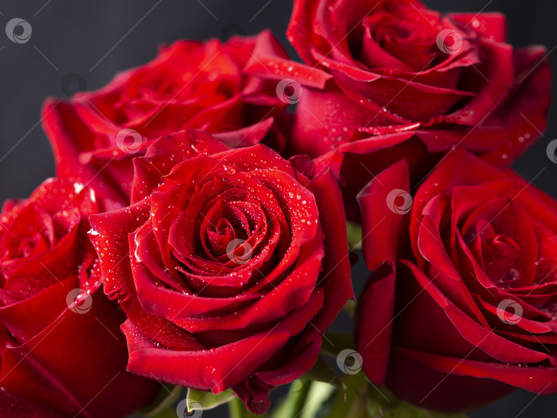 Скачать Красные розы создают яркий цветочный фон. На розах видны капли воды. фотосток Ozero