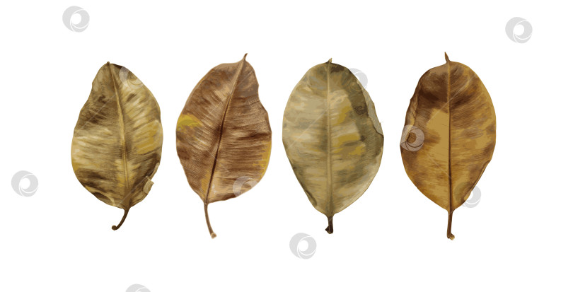 Скачать Большой коллаж из красивых осенних коричневых листьев фотосток Ozero