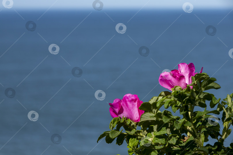 Скачать Красивые розовые розы фотосток Ozero