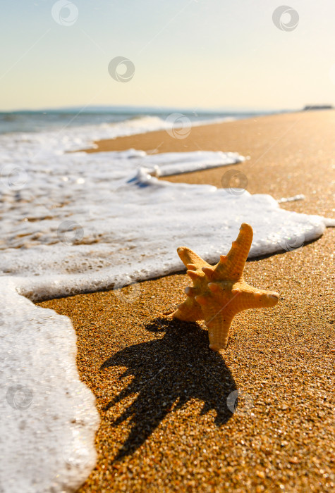 Скачать Красивая морская звезда на тропическом морском берегу на закате. Вертикальный морской пейзаж. фотосток Ozero