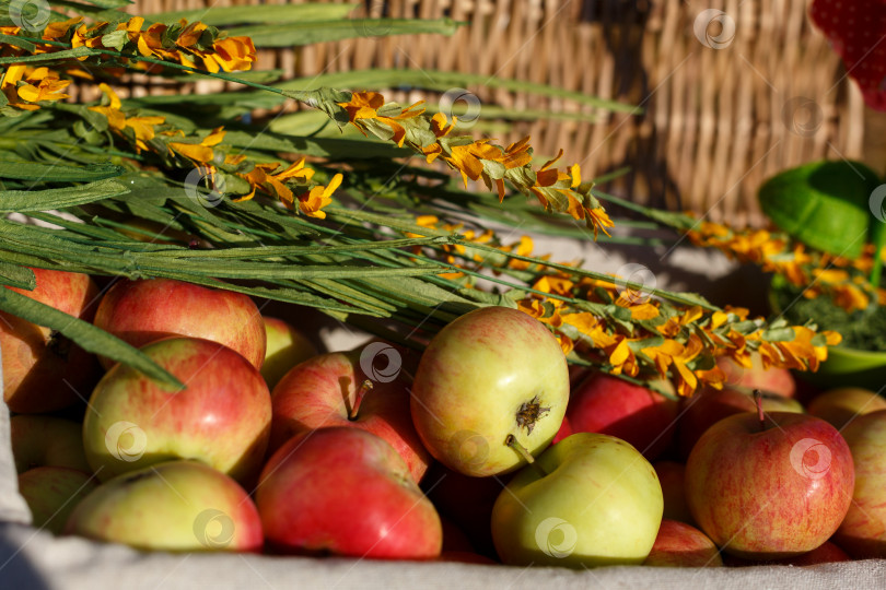 Скачать сбор урожая спелых яблок в корзине фотосток Ozero