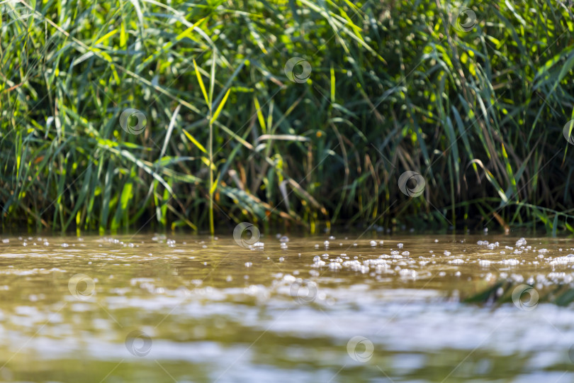 Скачать Поверхность воды в реке с зелеными зарослями тростника. фотосток Ozero