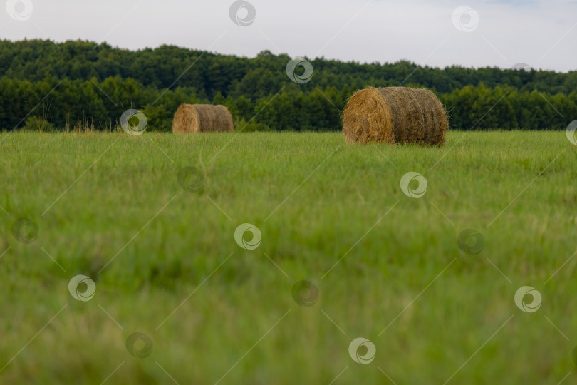 Скачать Тюки сена на поле фотосток Ozero