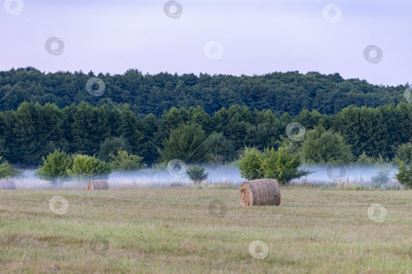 Скачать Тюки сена в поле летом фотосток Ozero