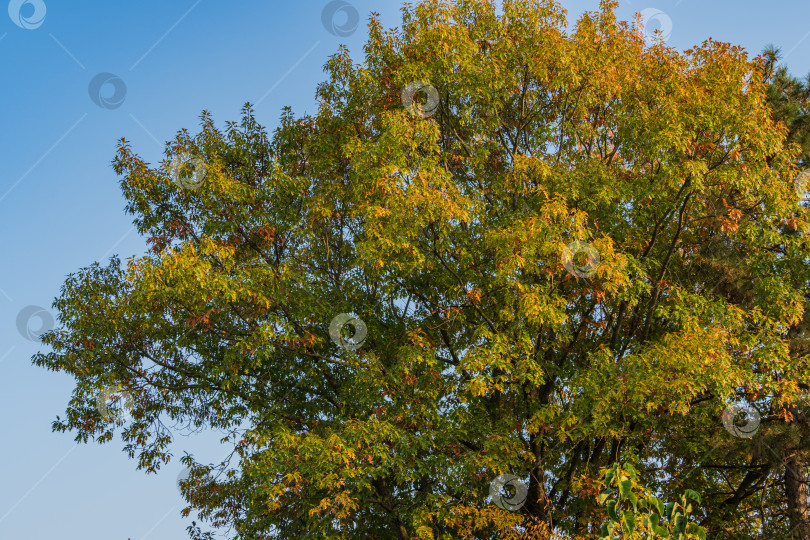 Скачать Огромный красный дуб Quercus rubra на фоне голубого неба. Зеленые и желтые листья на закате. Осенний пейзаж. Концепция природы для дизайна. фотосток Ozero