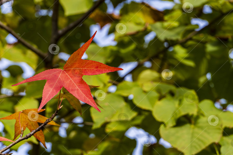 Скачать Дерево Styraciflua Liquidambar. Красный лист на американской сладкой камеди (янтарном дереве) на размытом фоне зелени. Выборочный фокус. Осень в ландшафтном саду. Крупный план. фотосток Ozero