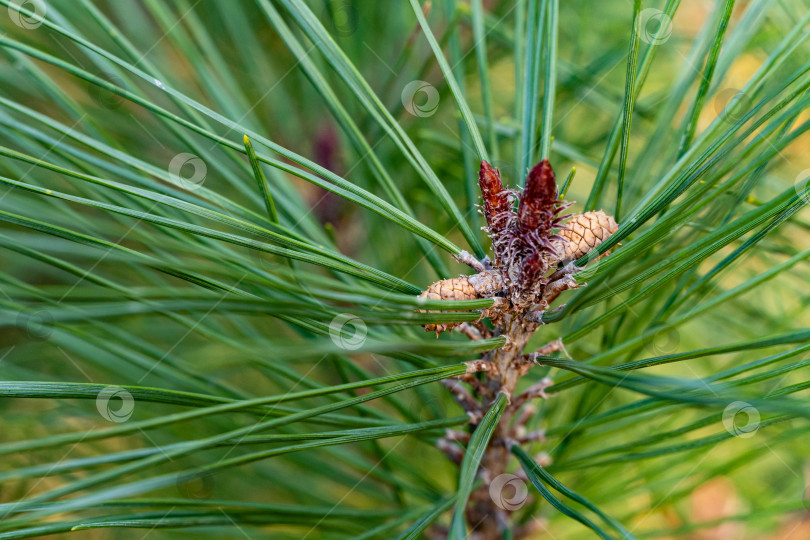 Скачать Коричневые женские сосновые шишки на стволе ветви Pinus densiflora Umbraculifera. Размытый фон. Выборочный фокус. Солнечный день в осеннем ландшафтном саду. Концепция природы для дизайна. фотосток Ozero