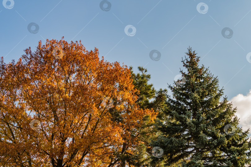 Скачать Огромный красный дуб Quercus rubra на фоне голубого неба. Золотые листья красного дуба на закате. Осенний пейзаж в ландшафтном саду. Концепция природы для дизайна. фотосток Ozero