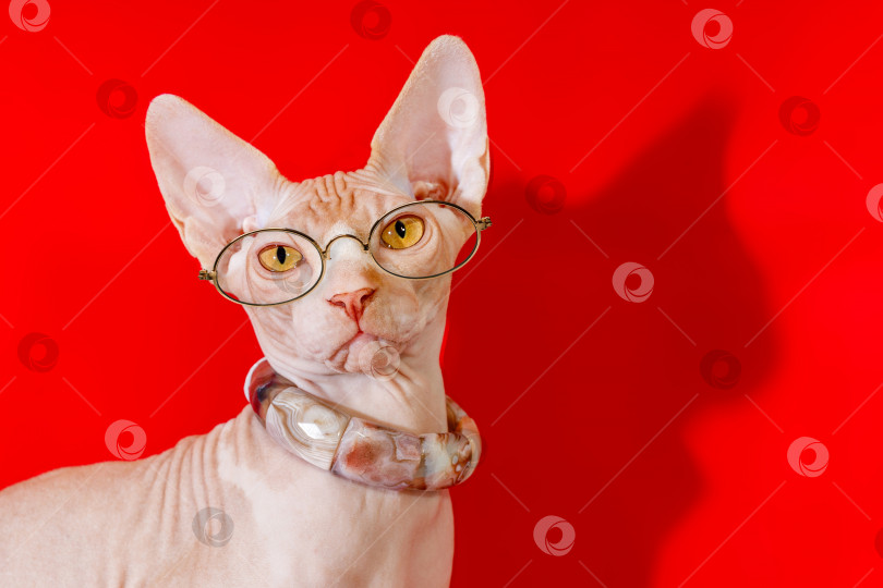 Скачать кошка породы канадский сфинкс в очках на красном фоне фотосток Ozero