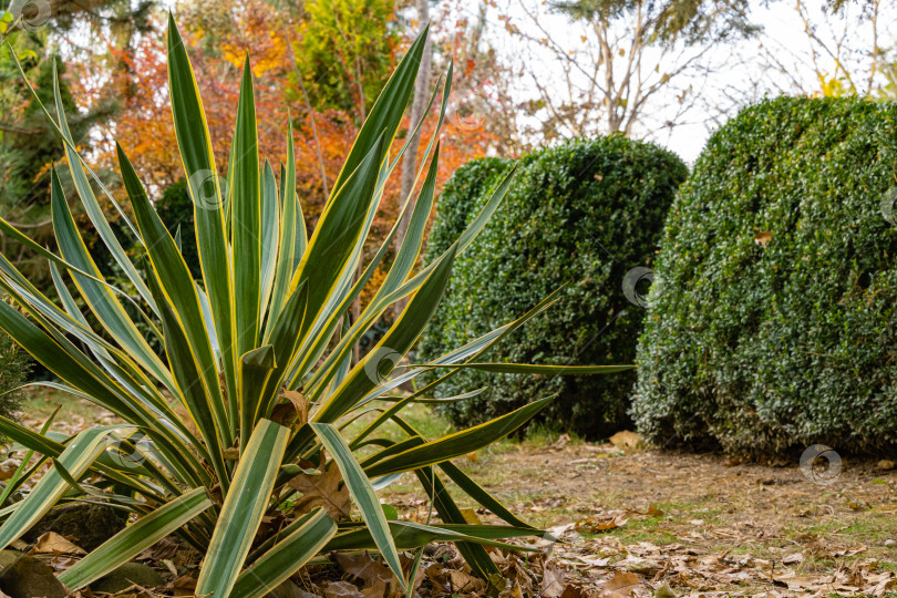 Скачать Красивые полосатые листья юкки Gloriosa Variegata на размытом фоне кустов самшита с красными листьями барбариса Тунберга. Выборочный фокус. Осенний день в ландшафтном саду. Концепция природы для дизайна фотосток Ozero