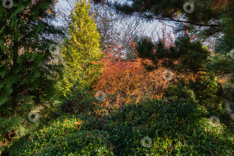 Скачать Красные листья на изогнутых ветвях куста барбариса Berberis thunbergii Atropurpurea, окруженного вечнозелеными растениями. Размытый фон, выборочный фокус. Декоративный ландшафтный сад. Концепция природы для дизайна. фотосток Ozero