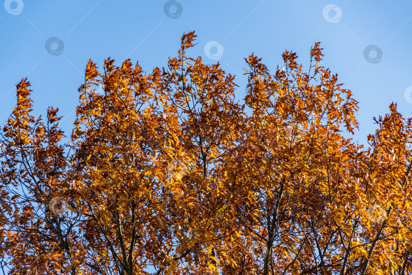 Скачать Огромный красный дуб Quercus rubra на фоне голубого неба. Золотые листья красного дуба на закате. Осенний пейзаж. Концепция природы для дизайна. фотосток Ozero