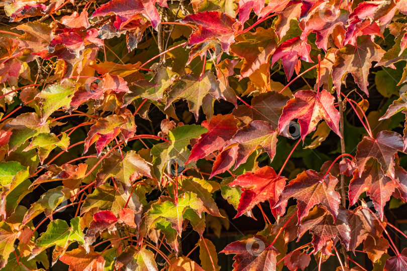 Скачать Разноцветные листья Parthenocissus tricuspidata 'Veitchii' или бостонского плюща, виноградного плюща, японского плюща или японской рептилии на стене здания. Избирательный фокус. Концепция природы для дизайна. фотосток Ozero