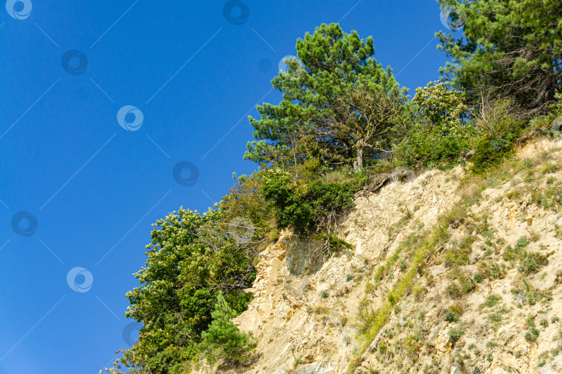 Скачать Естественная текстура Кавказских гор на скалистом побережье Черного моря в Ольгинке. Сосны и кустарники растут на крутых каменных склонах. Камни и фрагменты скал разного размера в качестве оригинального фона. фотосток Ozero