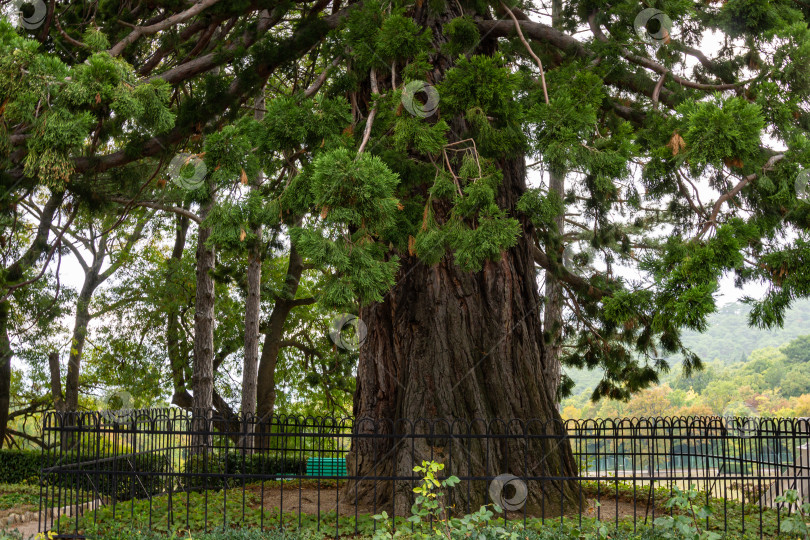 Скачать Гигантский секвойадендрон, или гигантская секвойя, или гигантское красное дерево на фоне облачного неба перед входом на территорию Массандровского дворца в Крыму. фотосток Ozero