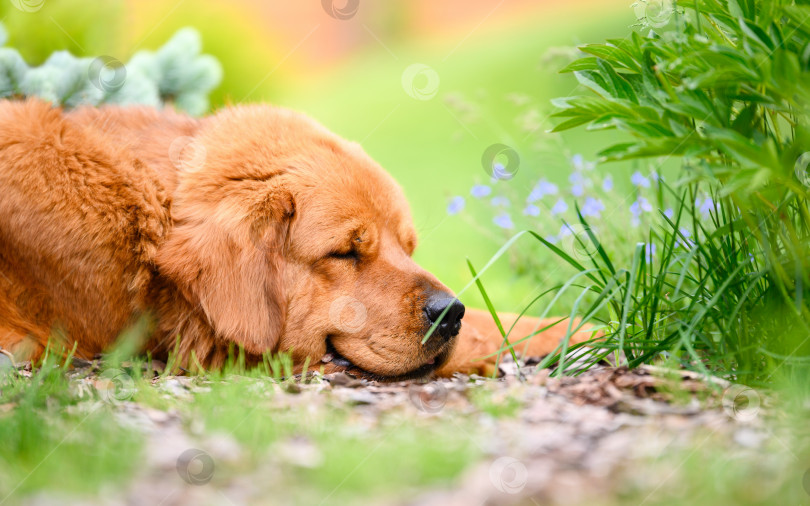 Скачать Рыжий пес отдыхает на летней лужайке. Портрет спящей собаки крупным планом. фотосток Ozero