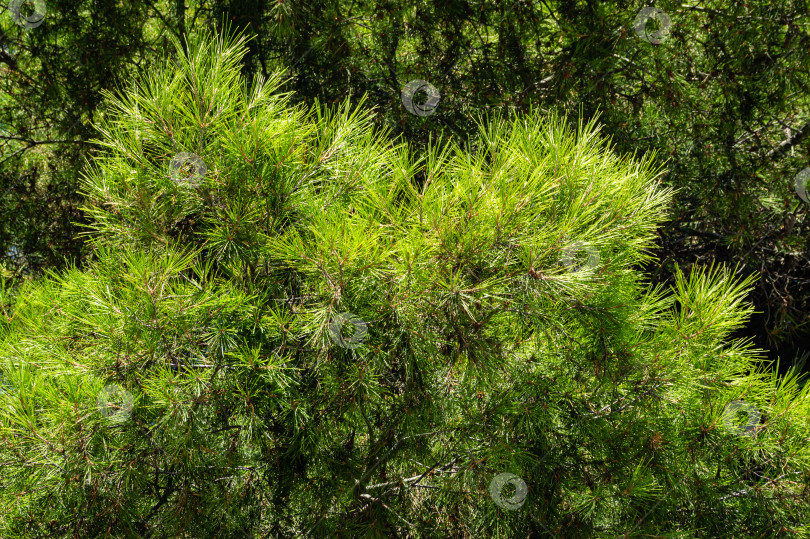 Скачать Длинные зеленые иглы ветвей итальянской кедровой сосны (Pinus pinea), зонтичной сосны в ландшафтном парке Айвазовского (Park Paradise) в Партените, Крым. Крупный план. Есть место для текста. фотосток Ozero