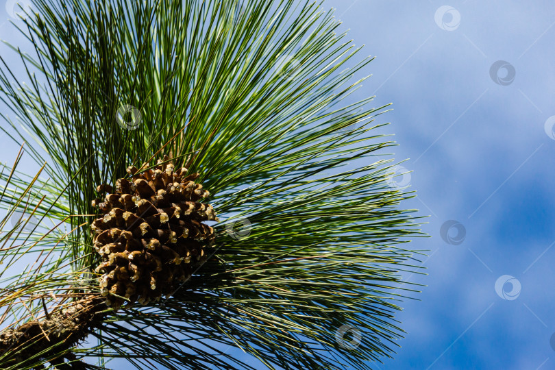 Скачать Ветка гигантской сосны сошниковой (Pinus coulteri) с длинными иглами и огромной шишкой на фоне голубого неба в Крыму в парке Масандра. Выборочный фокус. Есть место для текста. фотосток Ozero