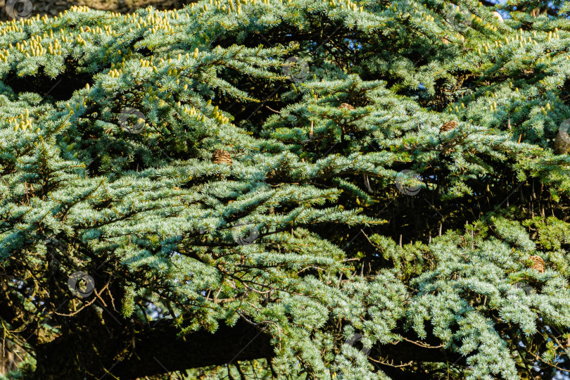 Скачать Красивые шишки на ветке большого кедра Cedrus libani или ливанского кедра на краю огромной поляны в Массандровском парке в Крыму. Крупный план. Концепция природы для дизайна. фотосток Ozero