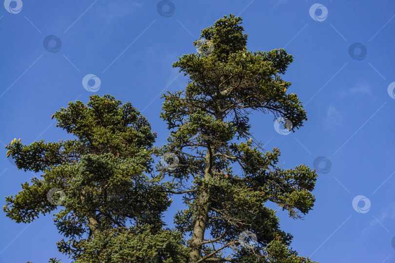 Скачать Нумидийская ель (Abies numidica) или алжирская ель в Массандровском парке в Крыму на фоне голубого неба. Концепция природы для дизайна. фотосток Ozero