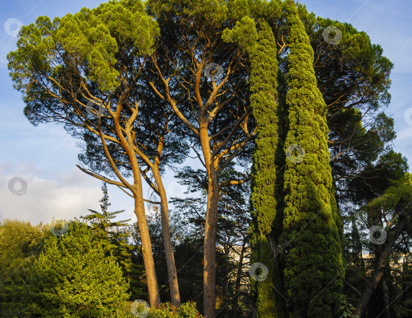 Скачать Кедровая сосна (Pinus pinea), итальянская кедровая сосна, зонтичная сосна и сосна зонтичная в Массандровском парке в Крыму. Крона кедровой сосны на фоне голубого неба. Закат. фотосток Ozero