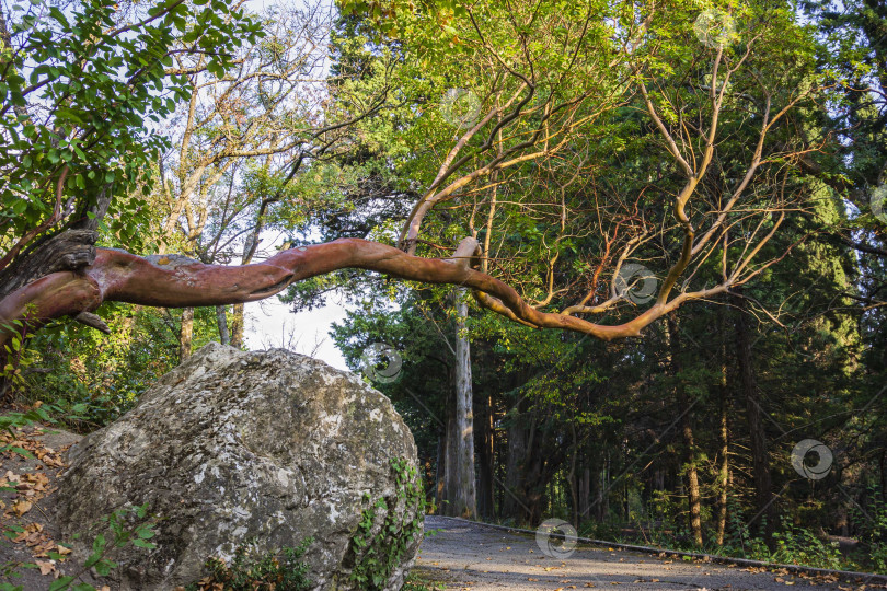 Скачать Земляничное дерево (Arbutus unedo) растет над пешеходной дорожкой в Мансардном парке в Крыму. Красивые вечнозеленые листья и гладкий ствол земляничного дерева семейства вересковых. Природная концепция дизайна. фотосток Ozero