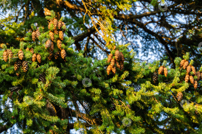 Скачать Большое количество коричневых шишек на ветвях рождественской елки на фоне голубого неба на закате в старом Массандровском парке, Крым. Выборочный фокус фотосток Ozero
