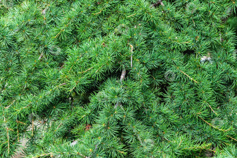 Скачать Кедр атласский (Cedrus atlantica) - крупное вечнозеленое кедровое дерево с игольчатыми листьями, в парковой зоне Феодосии в Крыму. Другое научное название - Cedrus libani atlantica. фотосток Ozero