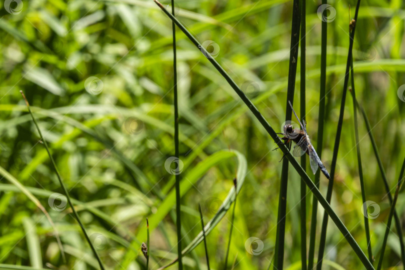 Скачать Плоская стрекоза (Libellula depressa) сидит на стебле рогоза на размытом фоне зелени сада у пруда. Летний солнечный день. Концепция природы для дизайна. Есть место для текста. фотосток Ozero