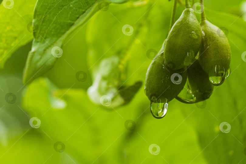 Скачать Молодые зеленые ягоды с каплями дождя висят на ветке кизила вишневого на размытом фоне зелени вечнозеленого сада. Выборочный фокус. Крупный план. фотосток Ozero