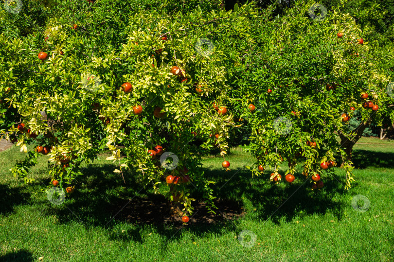 Скачать Много спелых красных гранатов (Punica granatum) на дереве во фруктовом саду ландшафтного парка "Парадайз" в Партените в Крыму. Солнечный осенний день. Избирательный фокус. фотосток Ozero