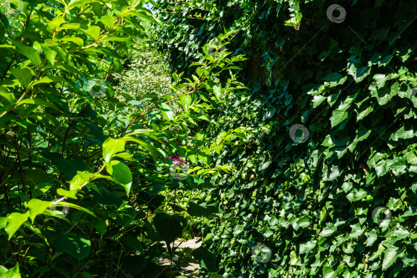 Скачать Обыкновенный плющ Hedera helix или английский плющ в качестве украшения фермерского здания в вечнозеленом саду. Стены дома круглый год скрыты под темно-зелеными листьями вечнозеленых растений. Концепция природы для дизайна. фотосток Ozero