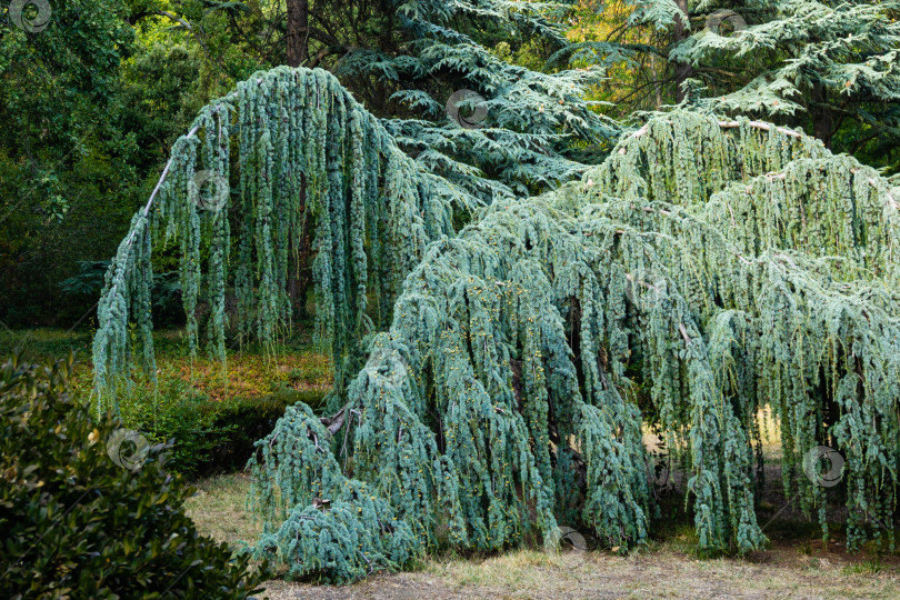 Скачать Величественный плакучий голубой атласский кедр (Cedrus atlantica Glauca Pendula) в старом Массандровском парке, Крым. Крупным планом свисающие ветви на фоне вечнозеленых деревьев. фотосток Ozero