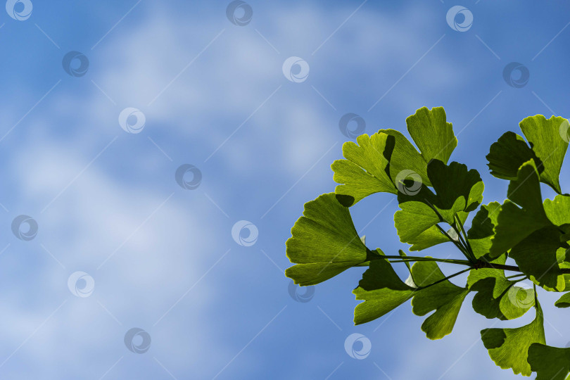 Скачать Ярко-зеленые листья на ветке дерева гинкго (Ginkgo biloba), известного как гинкго или жимолость на фоне голубого неба с белыми облаками. Выборочный фокус. Крупный план. Спокойствие и релаксация. Есть место для текста. фотосток Ozero