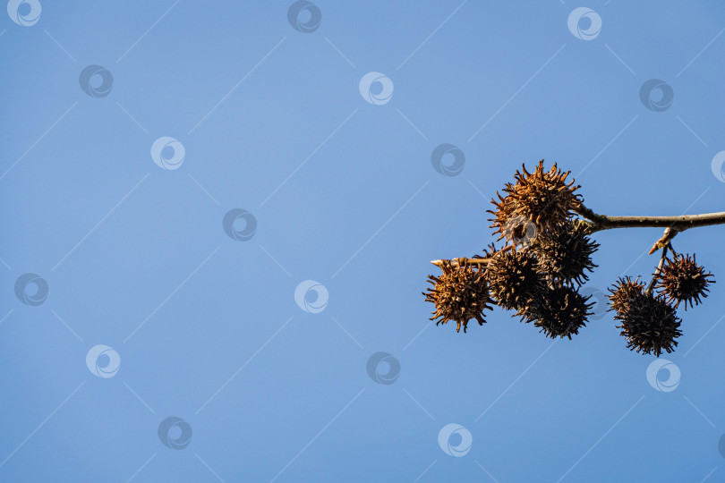 Скачать Дерево Ликидамбар стирацифлуа. Заостренные коричневые шарики с семенами похожи на бактерии нового коронавируса - 2019-nCoV, covid-19. Заостренные шарики на фоне голубого неба. Место для текста. фотосток Ozero