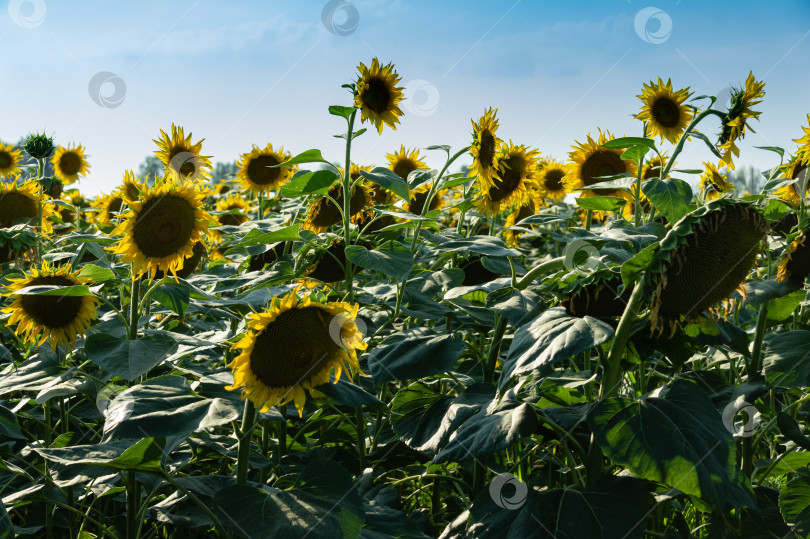 Скачать Огромные соцветия подсолнуха (лат. Helianthus). Род растений семейства сложноцветных на размытом фоне зеленых листьев и голубого неба. Корзина подсолнухов с семенами в окружении желтых лепестков. фотосток Ozero