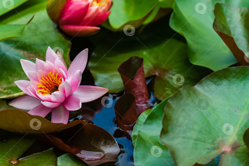 Скачать Волшебная белая водяная лилия или цветок лотоса Marliacea Rosea в тенистом садовом пруду. Выборочный фокус. Контрастный крупный план нимфеи с каплями воды на крупных листьях, плавающих в воде. Цветочный пейзаж. фотосток Ozero