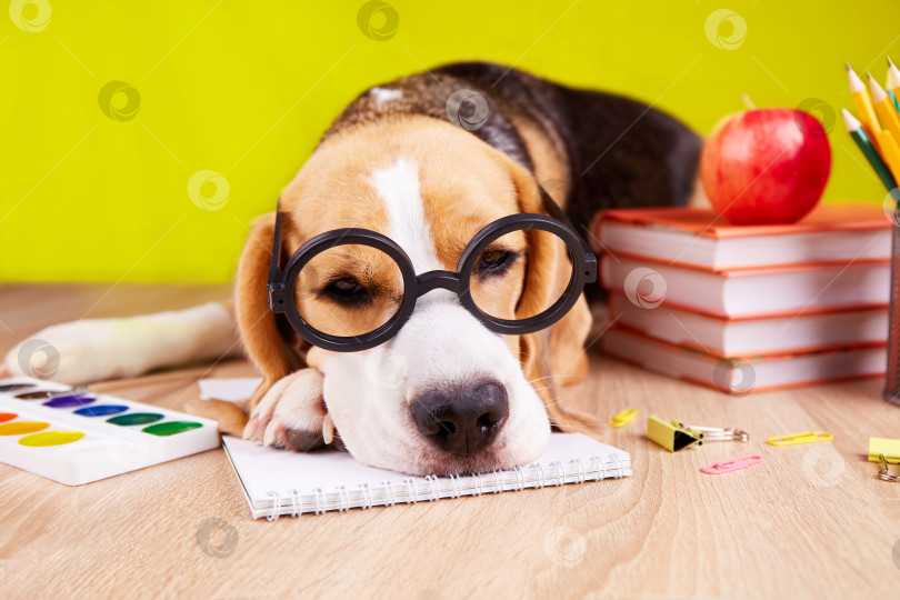 Скачать Собака породы бигль в очках спит на столе со школьными принадлежностями. фотосток Ozero